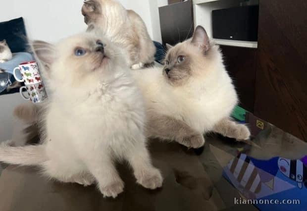 Chatons ragdoll a donner 