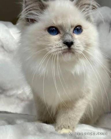 Chatons ragdoll a donner 