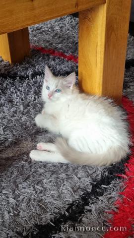 Chatons ragdoll a donner 