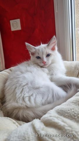 Chatons ragdoll a donner 