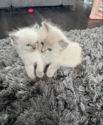 Chatons ragdoll a donner 