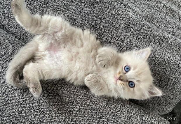 Chatons ragdoll a donner 