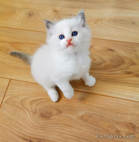 Chatons ragdoll a donner 