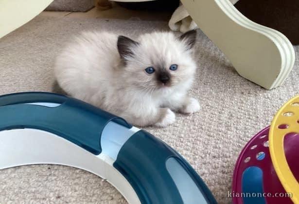 Chatons ragdoll a donner 