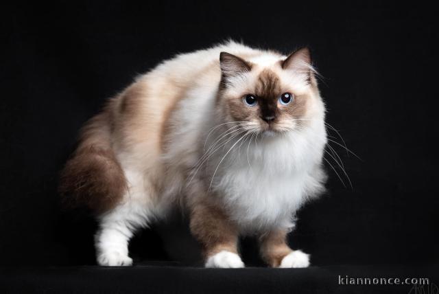 Chatons ragdoll a donner 