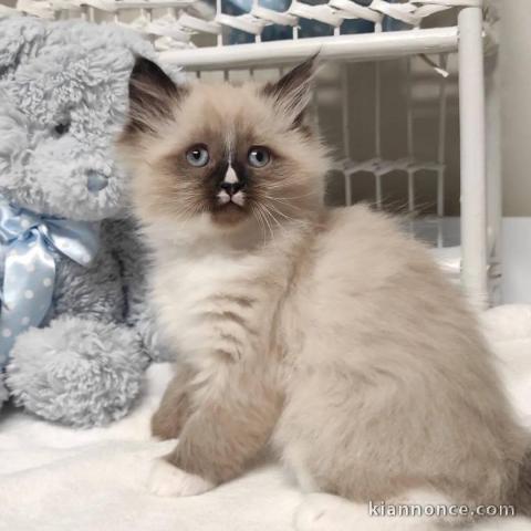 Chatons ragdoll a donner 