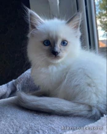 Chatons ragdoll a donner 