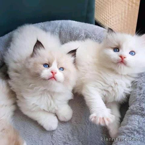 Chatons ragdoll a donner 