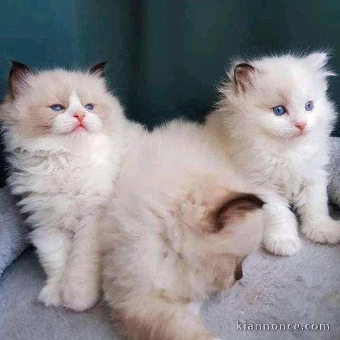 Chatons ragdoll a donner 