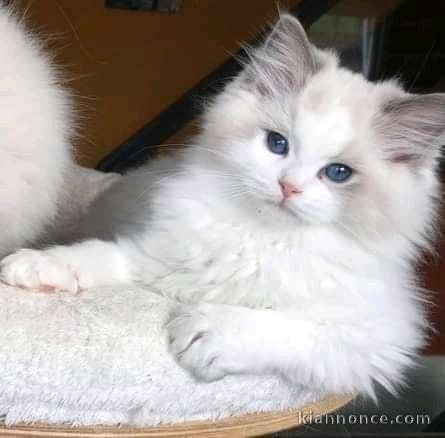 Chatons ragdoll a donner 