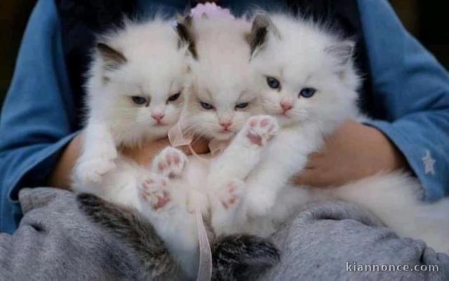 Chatons ragdoll a donner 