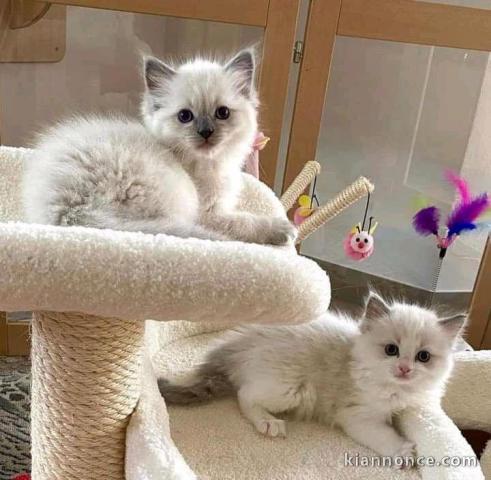 Chatons ragdoll a donner 