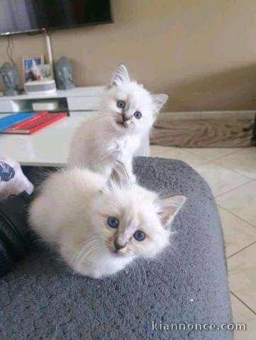 Chatons ragdoll a donner 