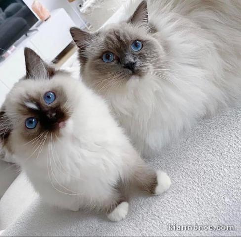 Chatons ragdoll a donner 