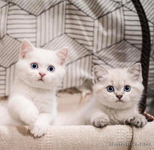 Chatons ragdoll a donner 