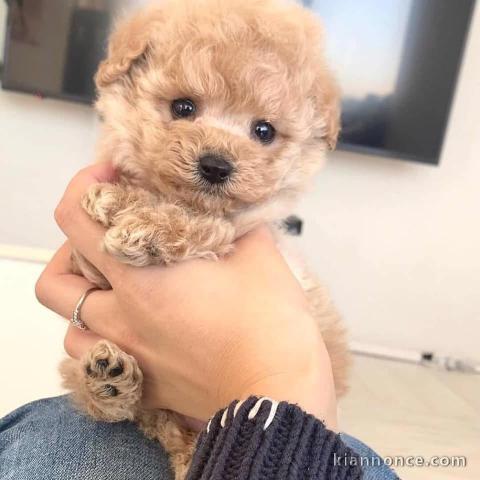 Chiots caniche Magnifique