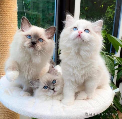 Chatons ragdoll a donner 