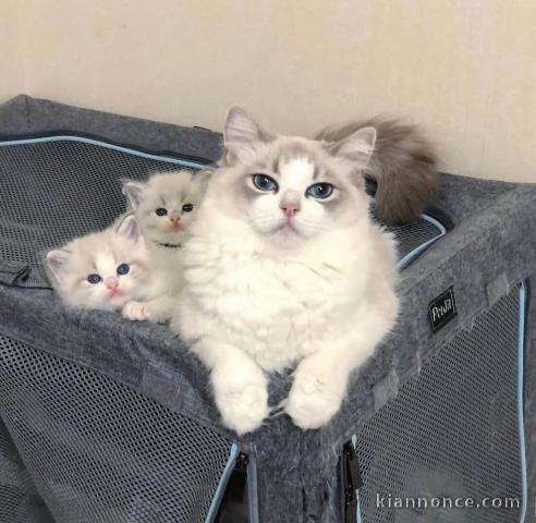 Chatons ragdoll a donner 