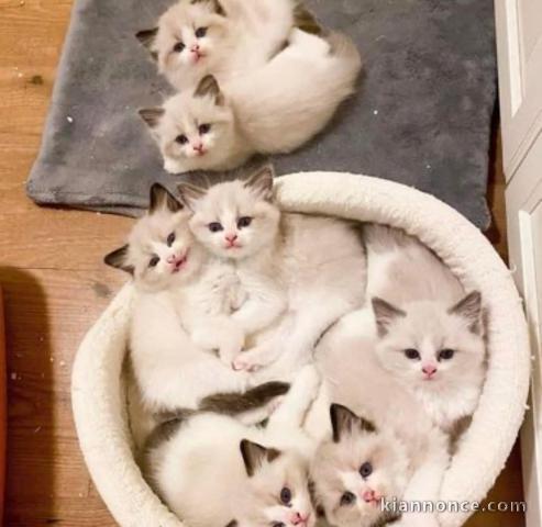 Chatons ragdoll a donner 