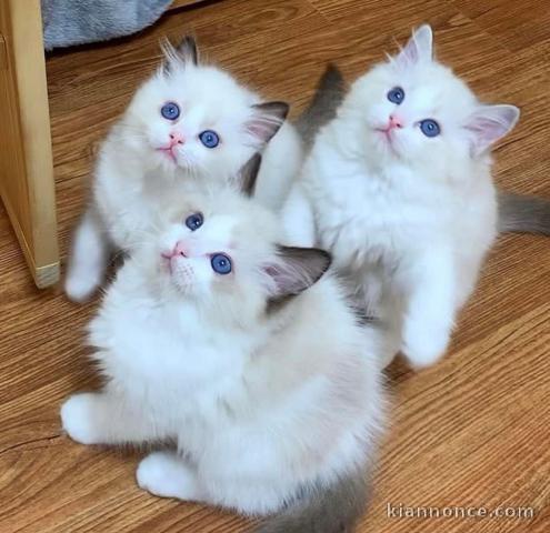 Chatons ragdoll a donner 