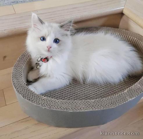 Chatons ragdoll a donner 