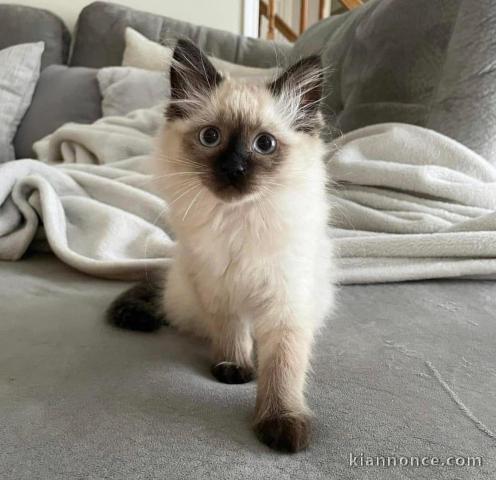 Chatons ragdoll a donner 