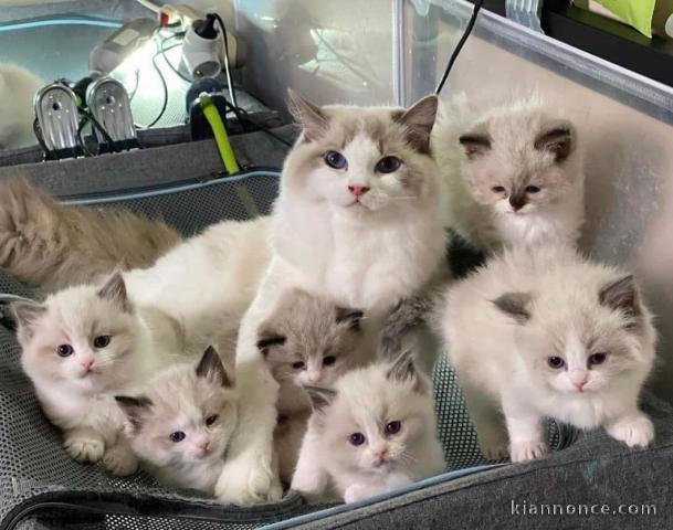 Chatons ragdoll a donner 