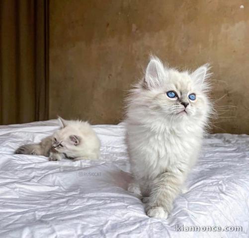 Chatons ragdoll a donner 