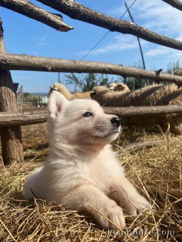 Berger Blanc Suisse chiots