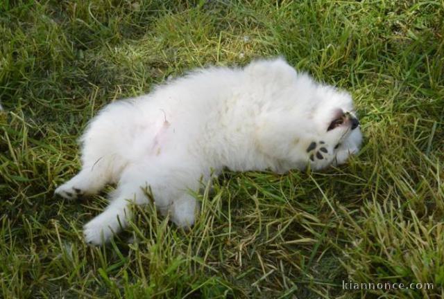 Magnifique chiots de race spitz nain