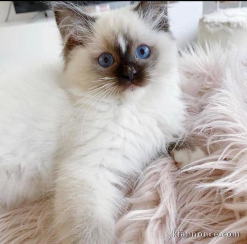 Chatons ragdoll a donner 