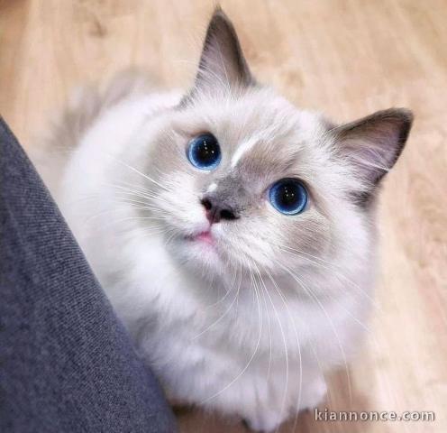 Chatons ragdoll a donner 