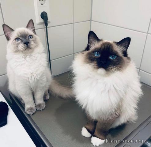 Chatons ragdoll a donner 