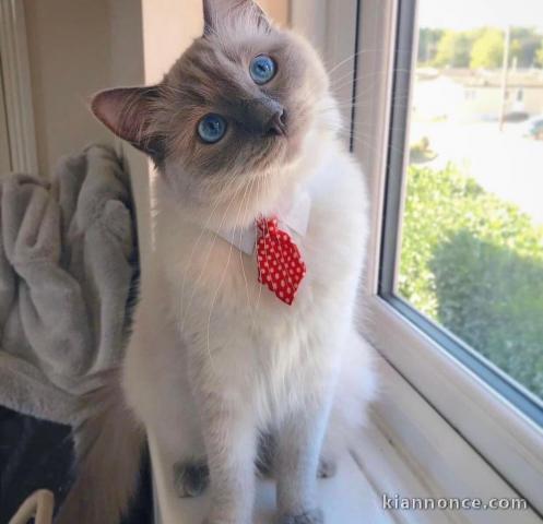 Chatons ragdoll a donner 