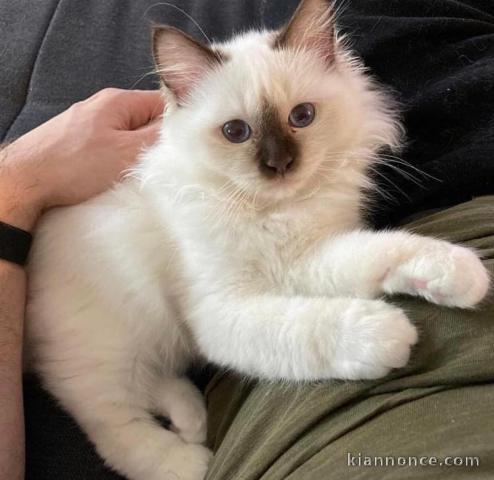 Chatons ragdoll a donner 