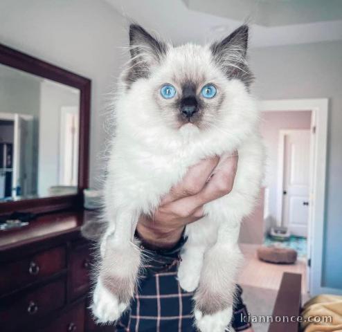 Chatons ragdoll a donner 