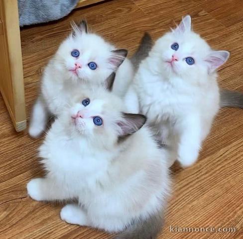 Chatons ragdoll a donner 