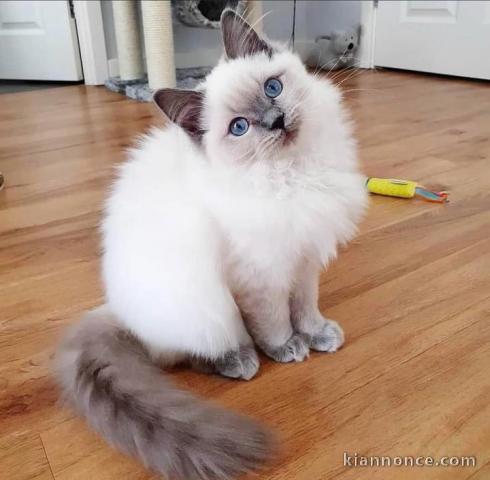 Chatons ragdoll a donner 