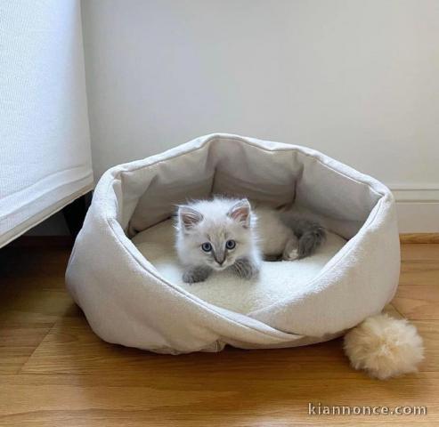 Chatons ragdoll a donner 