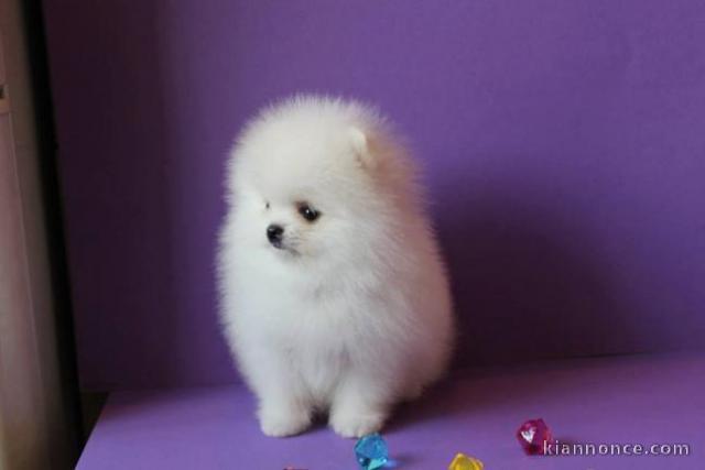  Splendide chiots spitz nain