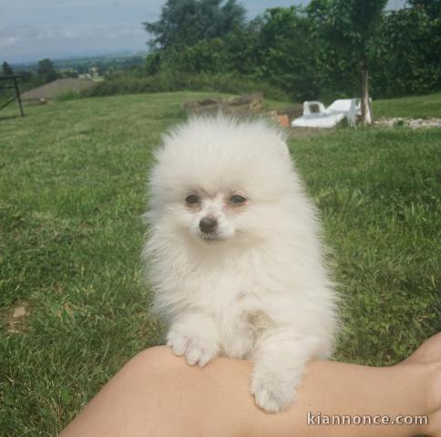 Splendide chiots spitz nain