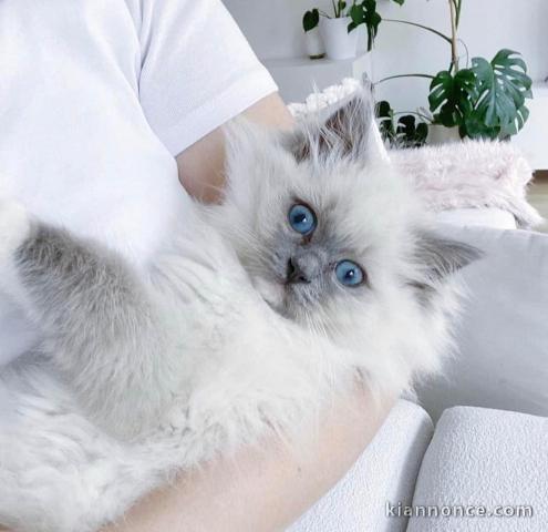 Chatons ragdoll a donner 