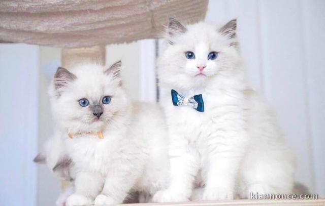 Chatons ragdoll a donner 