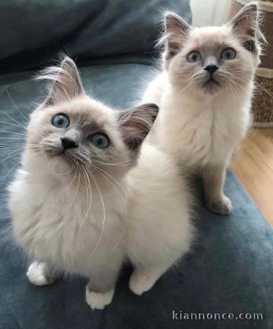 Chatons ragdoll a donner