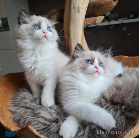 Chatons ragdoll a donner 