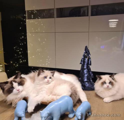 Chatons ragdoll a donner 