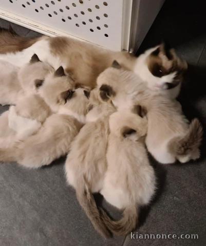 Chatons ragdoll a donner 