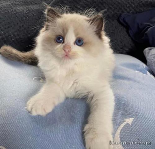 Chatons ragdoll a donner 