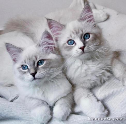 Chatons ragdoll a donner 