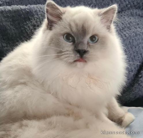 Chatons ragdoll a donner 